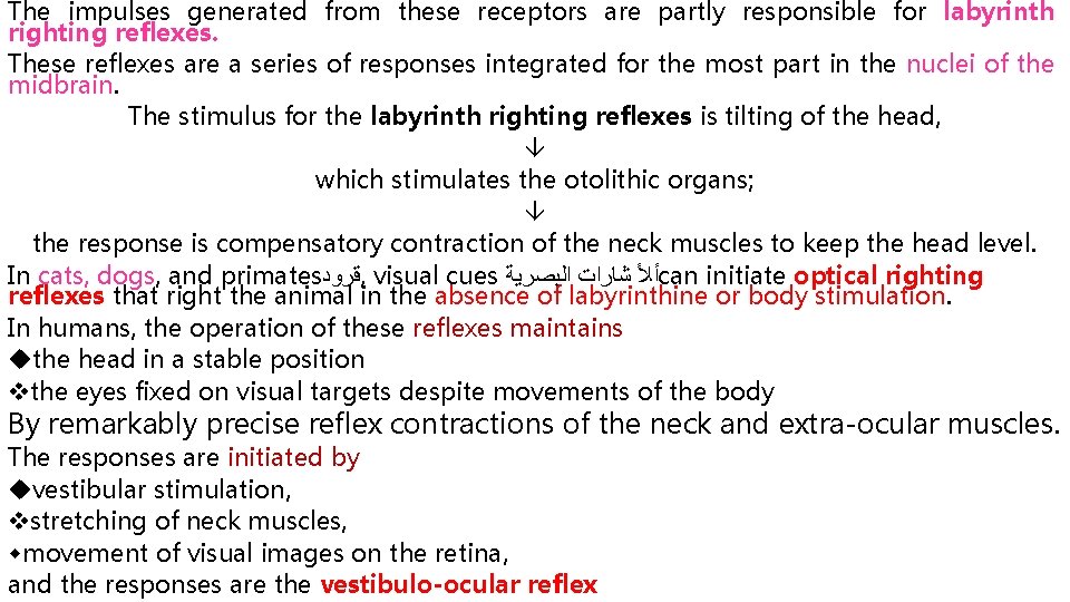 The impulses generated from these receptors are partly responsible for labyrinth righting reflexes. These