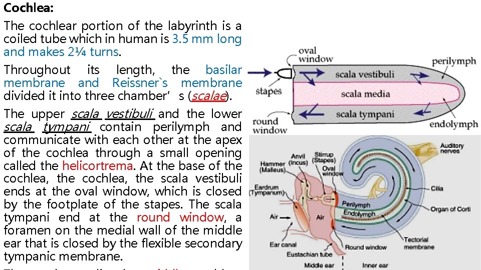 Cochlea: The cochlear portion of the labyrinth is a coiled tube which in human