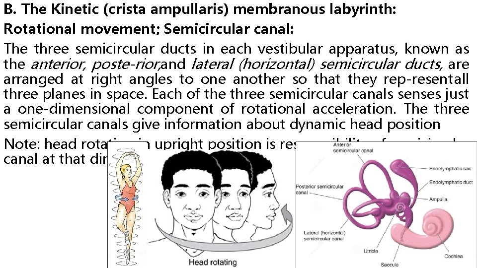 B. The Kinetic (crista ampullaris) membranous labyrinth: Rotational movement; Semicircular canal: The three semicircular