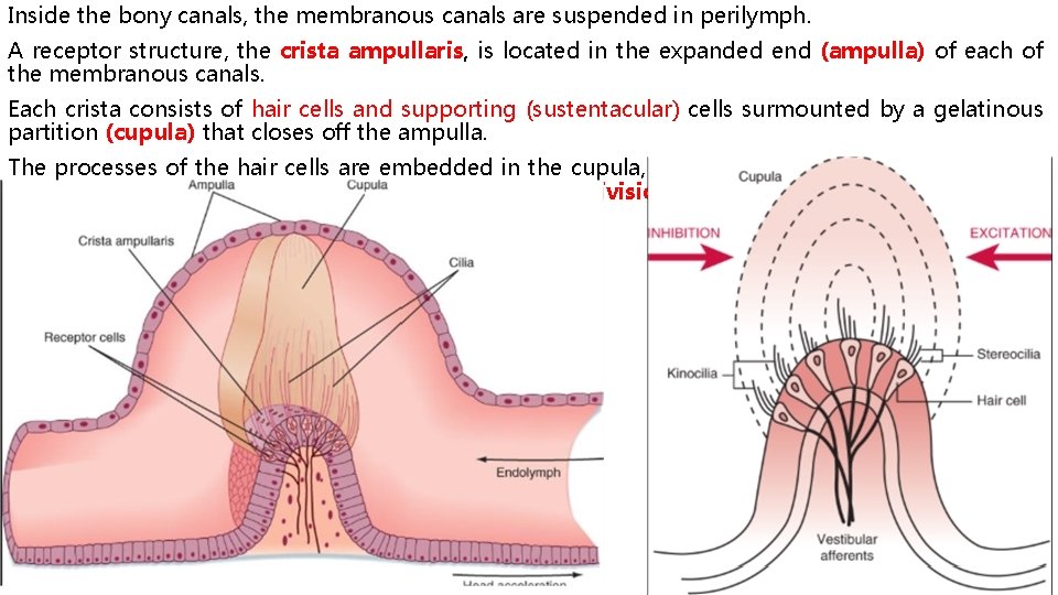 Inside the bony canals, the membranous canals are suspended in perilymph. A receptor structure,
