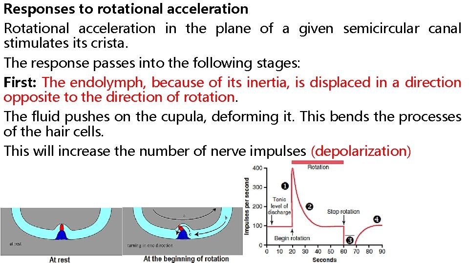 Responses to rotational acceleration Rotational acceleration in the plane of a given semicircular canal