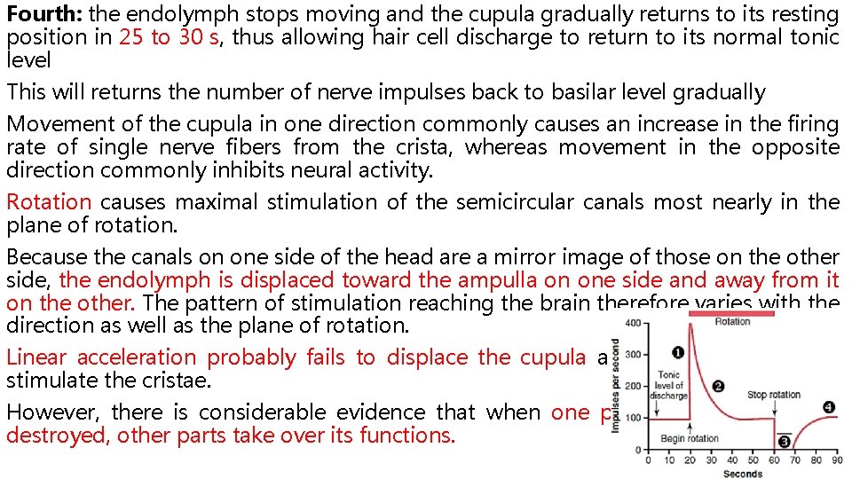 Fourth: the endolymph stops moving and the cupula gradually returns to its resting position