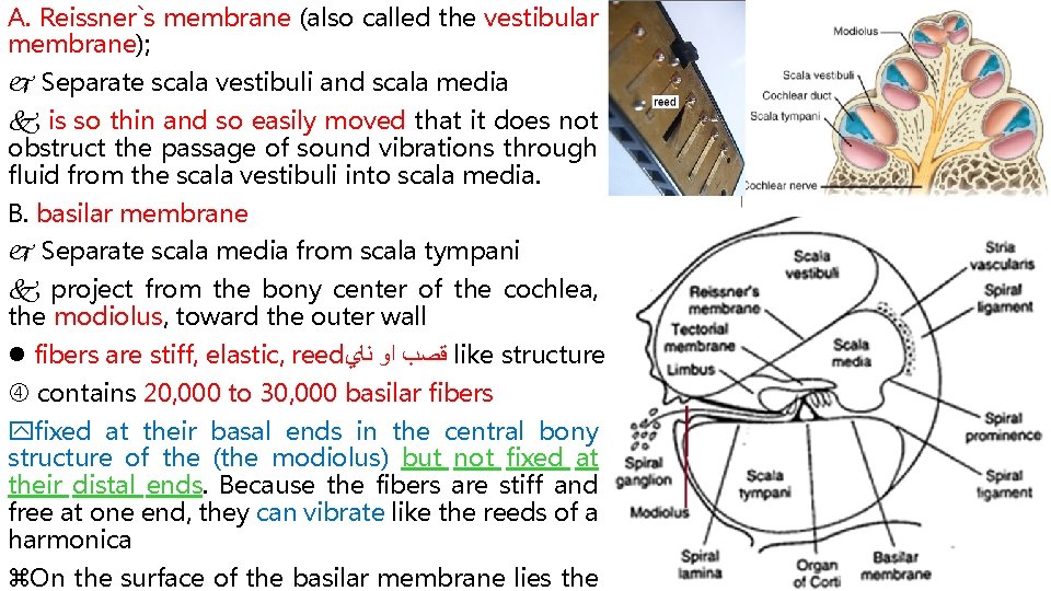 A. Reissner`s membrane (also called the vestibular membrane); Separate scala vestibuli and scala media