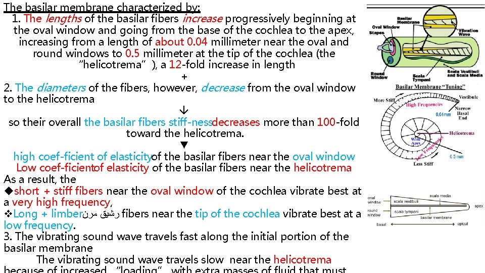 The basilar membrane characterized by: 1. The lengths of the basilar fibers increase progressively