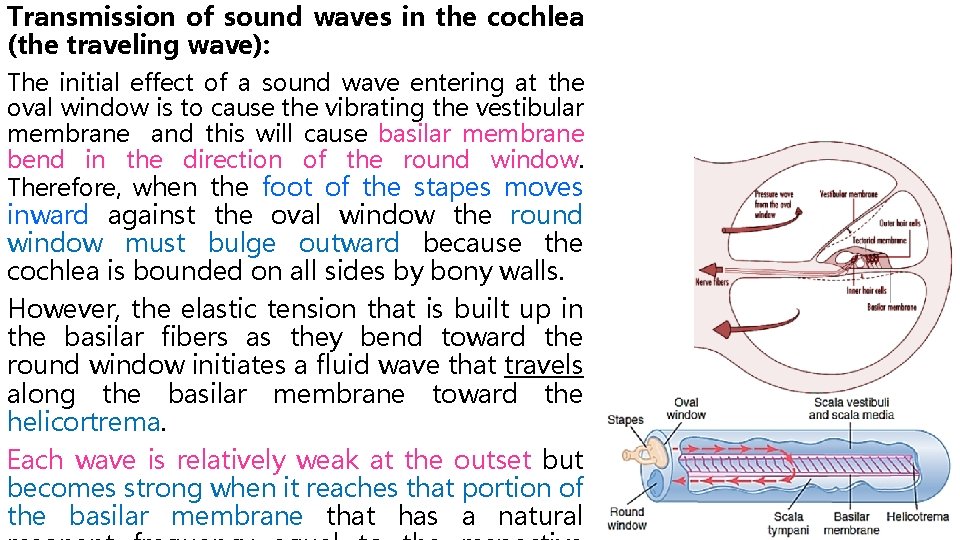 Transmission of sound waves in the cochlea (the traveling wave): The initial effect of