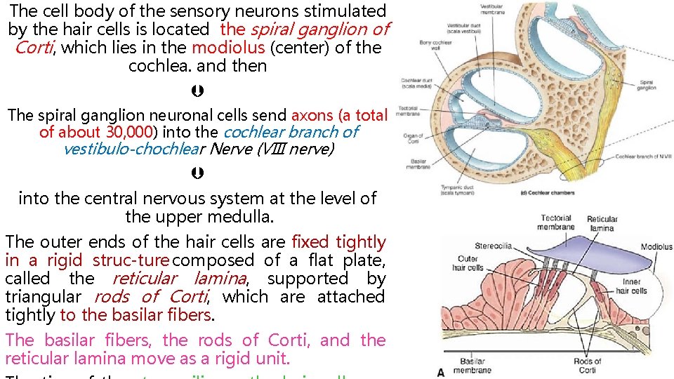 The cell body of the sensory neurons stimulated by the hair cells is located