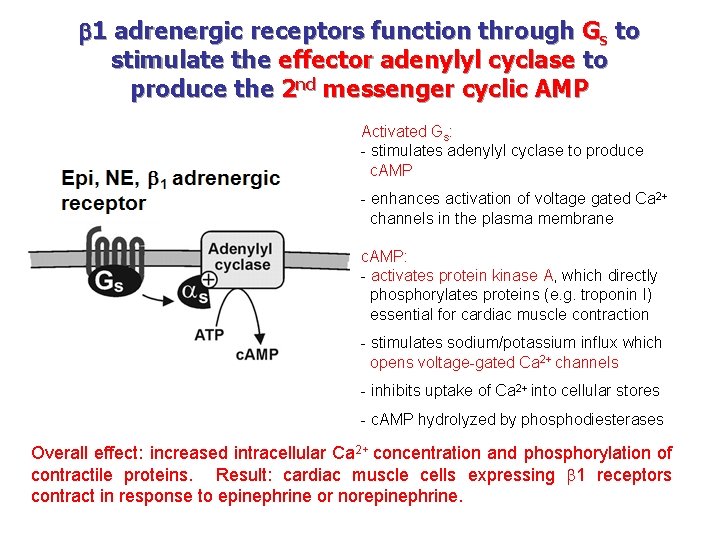  1 adrenergic receptors function through Gs to stimulate the effector adenylyl cyclase to