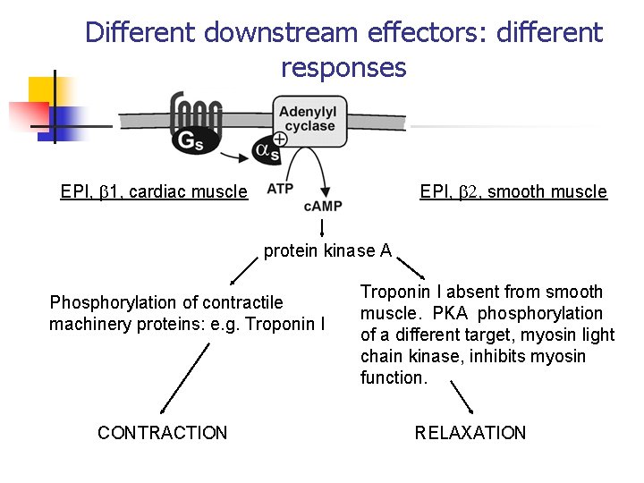Different downstream effectors: different responses EPI, 1, cardiac muscle EPI, 2, smooth muscle protein