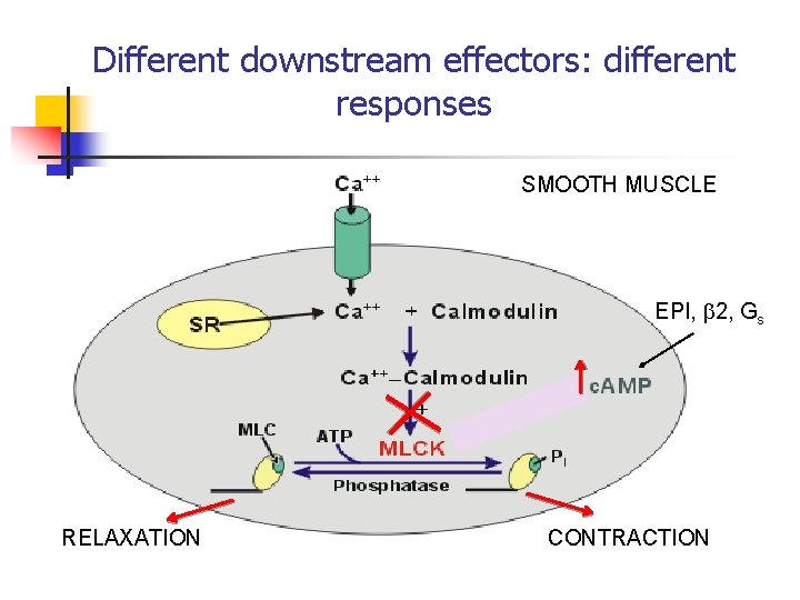 Different downstream effectors: different responses SMOOTH MUSCLE EPI, 2, Gs RELAXATION CONTRACTION 