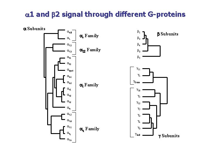  1 and 2 signal through different G-proteins Subunits olf s 12 13 s