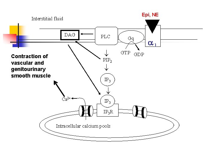 Epi, NE Interstitial fluid DAG Contraction of vascular and genitourinary smooth muscle PLC Gq