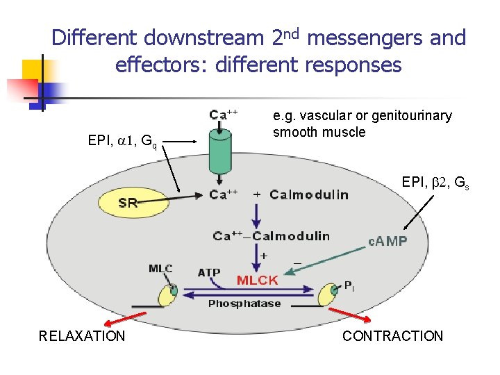 Different downstream 2 nd messengers and effectors: different responses EPI, 1, Gq e. g.
