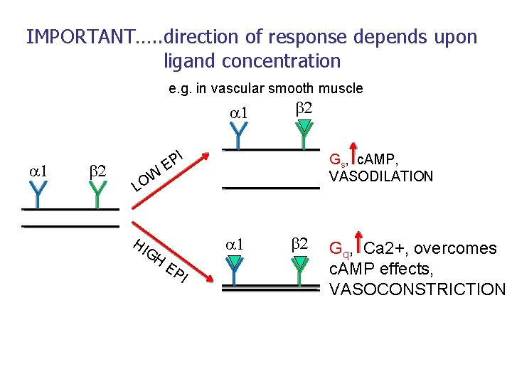IMPORTANT…. . direction of response depends upon ligand concentration e. g. in vascular smooth