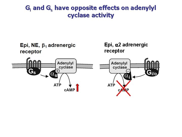 Gi and Gs have opposite effects on adenylyl cyclase activity Epi, 2 adrenergic receptor Gi and Gs have opposite effects on adenylyl cyclase activity Epi, 2 adrenergic receptor