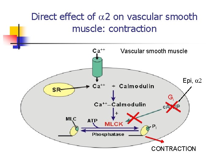 Direct effect of 2 on vascular smooth muscle: contraction Vascular smooth muscle Epi, 2