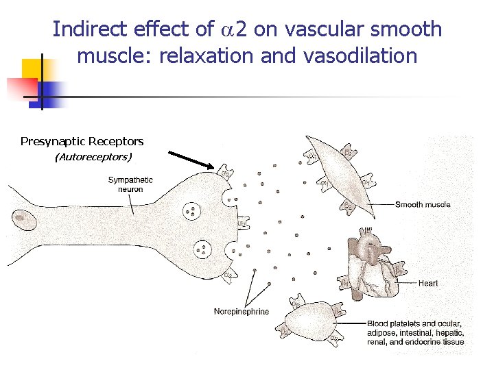 Indirect effect of 2 on vascular smooth muscle: relaxation and vasodilation Presynaptic Receptors (Autoreceptors)