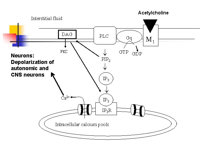 Acetylcholine Interstitial fluid DAG Neurons: Depolarization of autonomic and CNS neurons PKC PLC Gq Acetylcholine Interstitial fluid DAG Neurons: Depolarization of autonomic and CNS neurons PKC PLC Gq