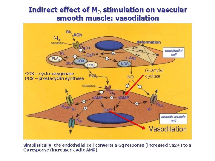 Indirect effect of M 3 stimulation on vascular smooth muscle: vasodilation M 3 Gq/11 Indirect effect of M 3 stimulation on vascular smooth muscle: vasodilation M 3 Gq/11