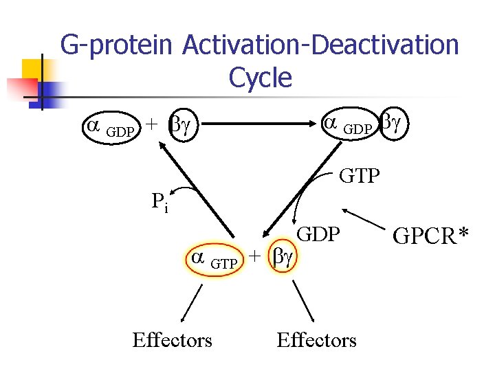 G-protein Activation-Deactivation Cycle GDP + GTP Pi GTP + Effectors GDP Effectors GPCR* G-protein Activation-Deactivation Cycle GDP + GTP Pi GTP + Effectors GDP Effectors GPCR*