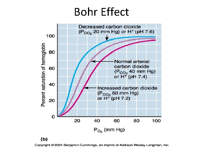 Bohr Effect 