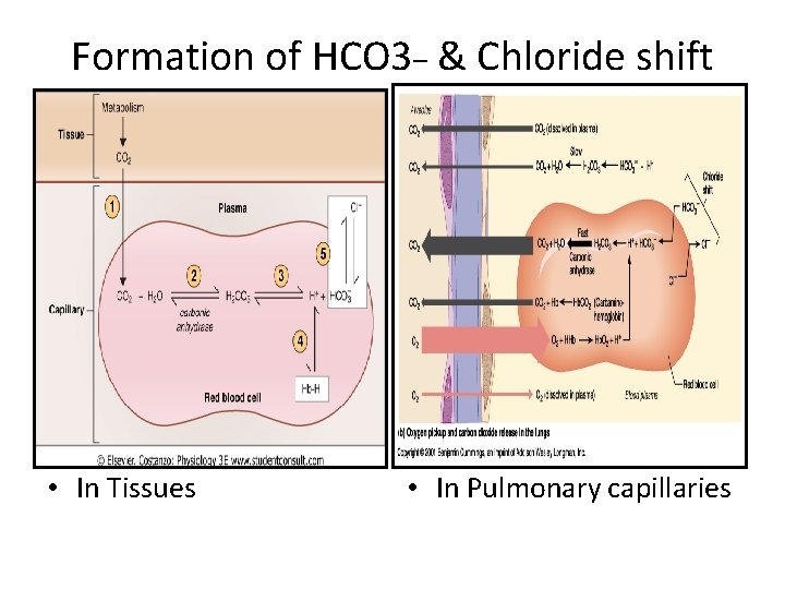 Formation of HCO 3_ & Chloride shift • In Tissues • In Pulmonary capillaries
