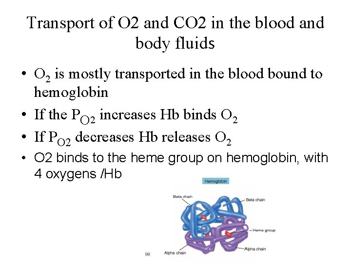 Transport of O 2 and CO 2 in the blood and body fluids •