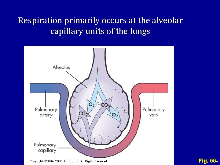 Respiration primarily occurs at the alveolar capillary units of the lungs Fig. 66 -