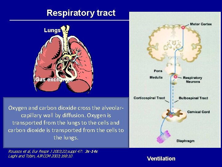 Respiratory tract Lungs Pump System Gas exchange Oxygen and carbon dioxide cross the alveolarcapillary