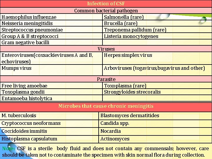 Haemophilus influenzae Neisseria meningitidis Streptococcus pneumoniae Group A & B streptococci Gram negative bacilli