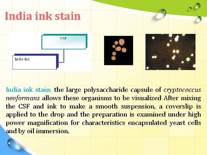 India ink stain: the large polysaccharide capsule of cryptococcus neoformans allows these organisms to