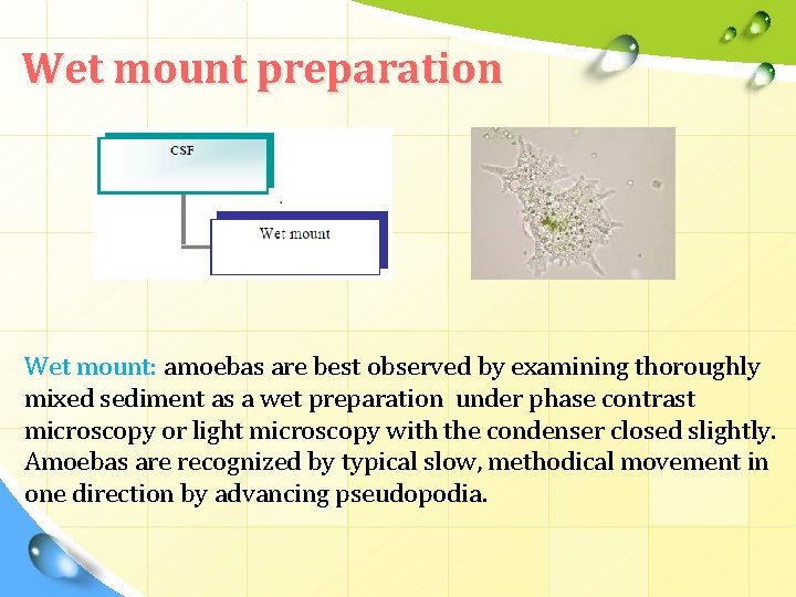 Wet mount preparation Wet mount: amoebas are best observed by examining thoroughly mixed sediment