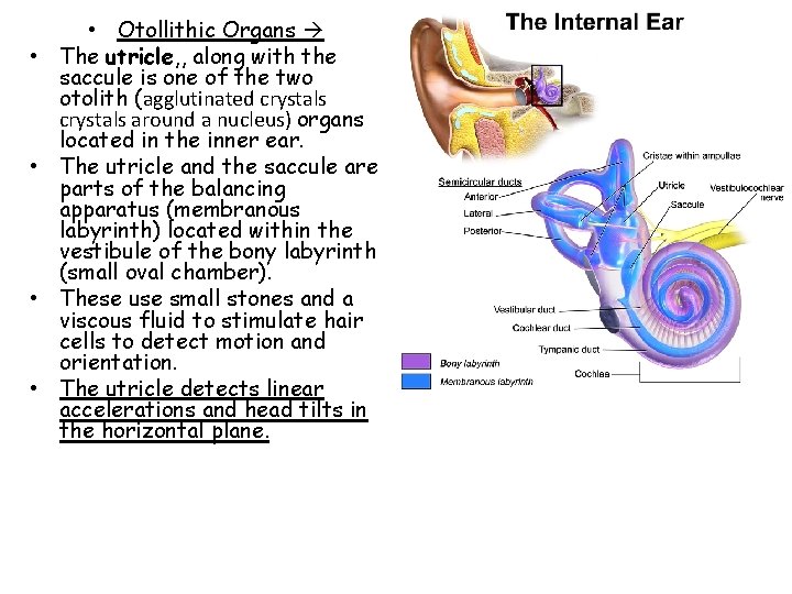  • • • Otollithic Organs The utricle, , along with the saccule is