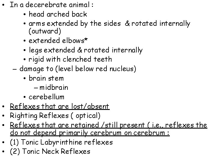 • In a decerebrate animal : • head arched back • arms extended • In a decerebrate animal : • head arched back • arms extended