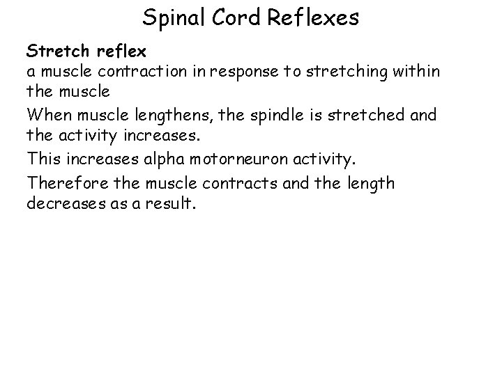 Spinal Cord Reflexes Stretch reflex a muscle contraction in response to stretching within the Spinal Cord Reflexes Stretch reflex a muscle contraction in response to stretching within the