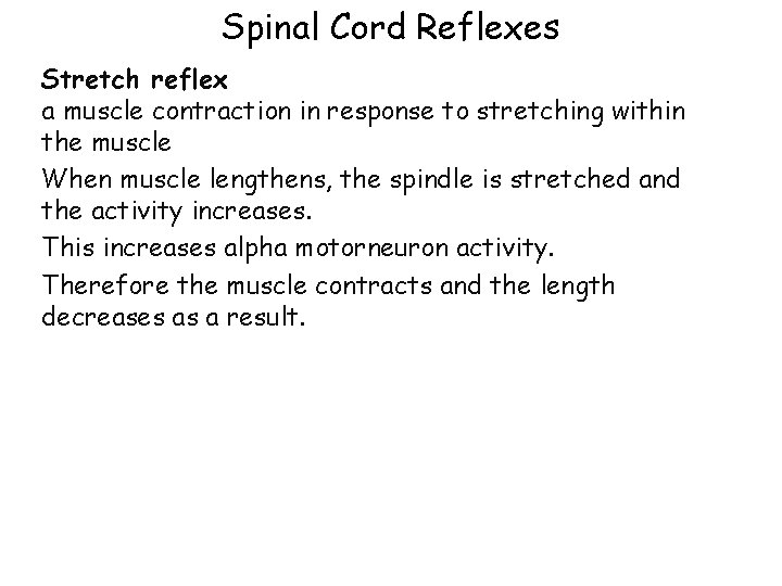 Spinal Cord Reflexes Stretch reflex a muscle contraction in response to stretching within the