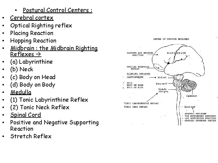  • • • • Postural Control Centers : Cerebral cortex Optical Righting reflex