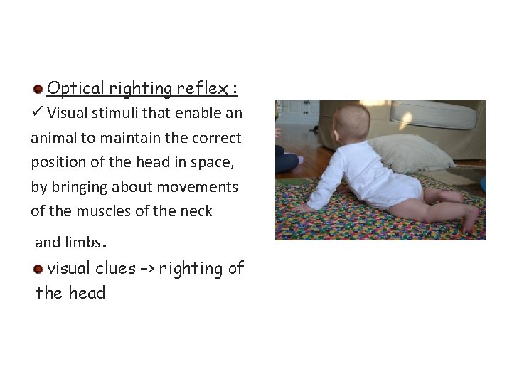 Optical righting reflex : ü Visual stimuli that enable an animal to maintain the Optical righting reflex : ü Visual stimuli that enable an animal to maintain the
