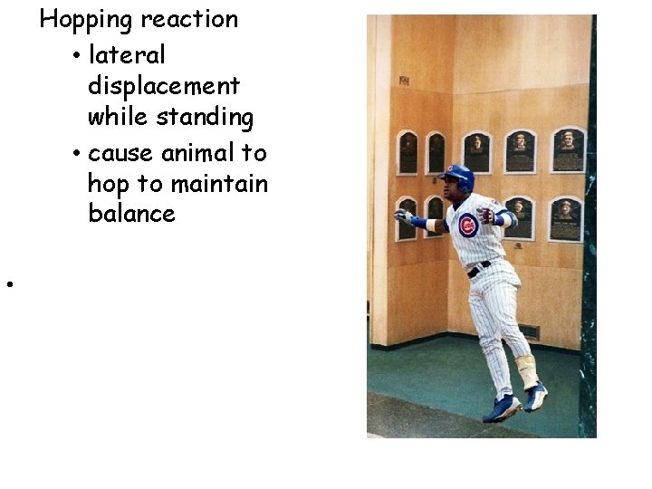 Hopping reaction • lateral displacement while standing • cause animal to hop to maintain Hopping reaction • lateral displacement while standing • cause animal to hop to maintain