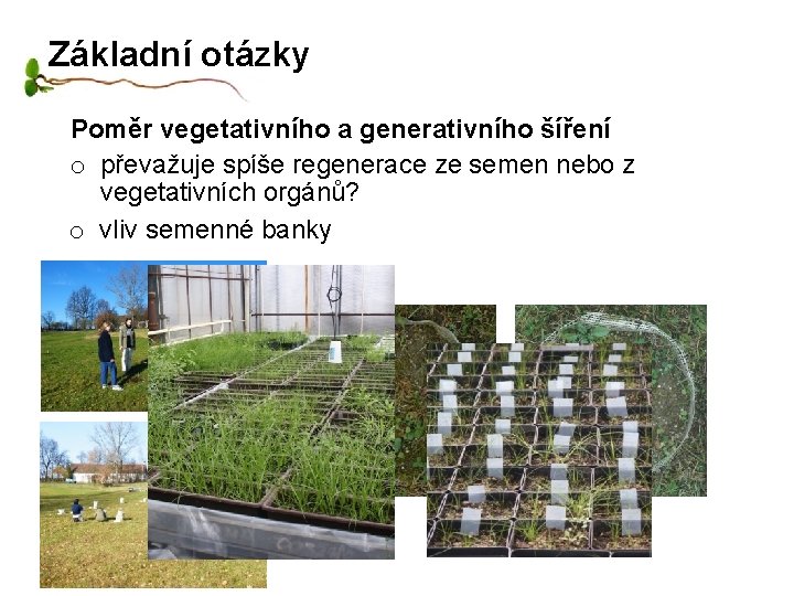 Základní otázky Poměr vegetativního a generativního šíření o převažuje spíše regenerace ze semen nebo