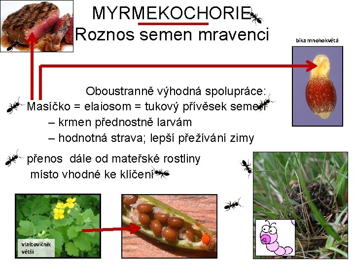 MYRMEKOCHORIE Roznos semen mravenci Oboustranně výhodná spolupráce: Masíčko = elaiosom = tukový přívěsek semen