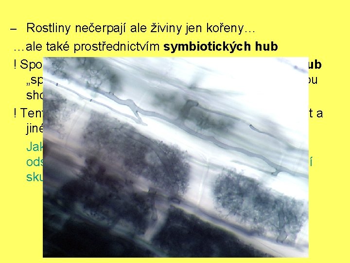  Rostliny nečerpají ale živiny jen kořeny… …ale také prostřednictvím symbiotických hub ! Společenstva