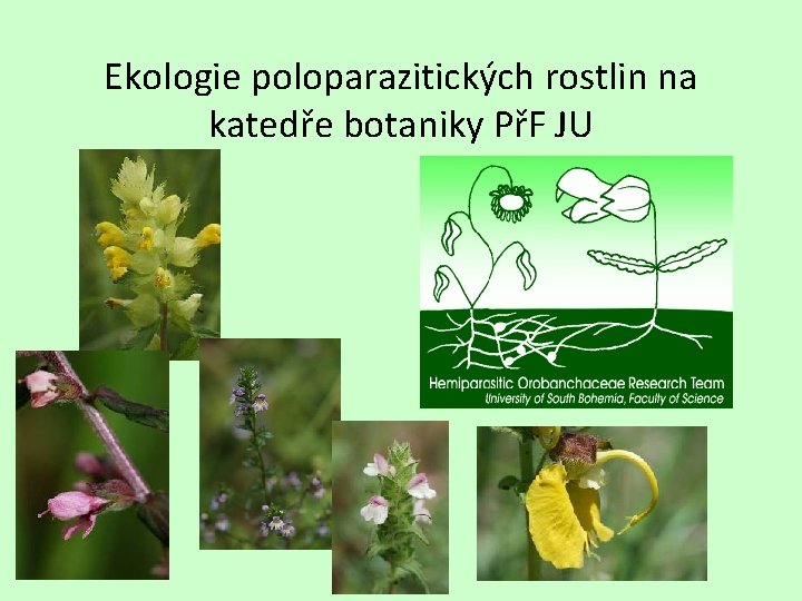 Ekologie poloparazitických rostlin na katedře botaniky PřF JU 