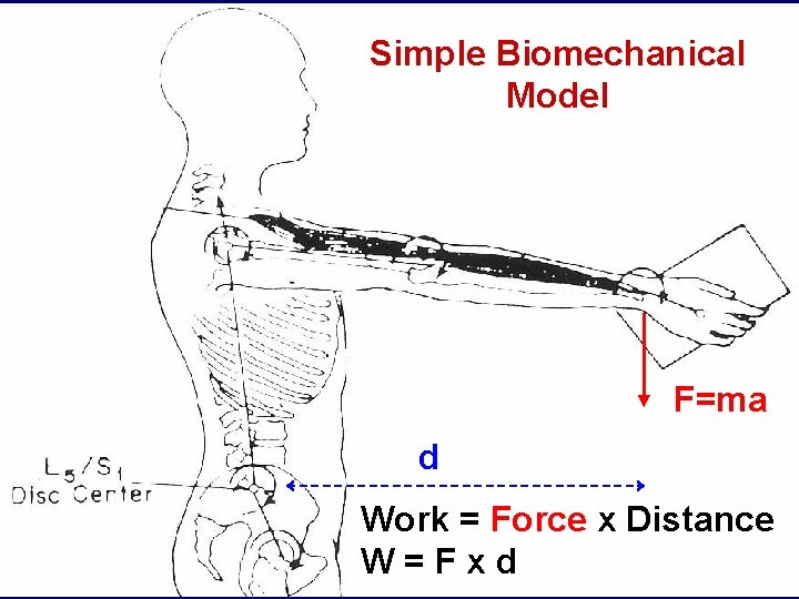 Simple Biomechanical Model F=ma d Work = Force x Distance 15 W=Fxd 