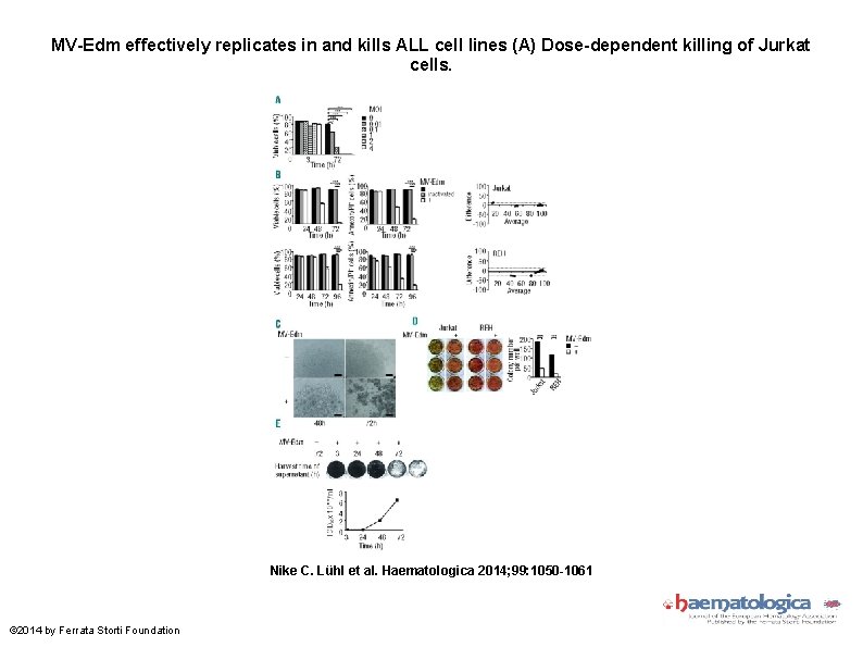 MV-Edm effectively replicates in and kills ALL cell lines (A) Dose-dependent killing of Jurkat