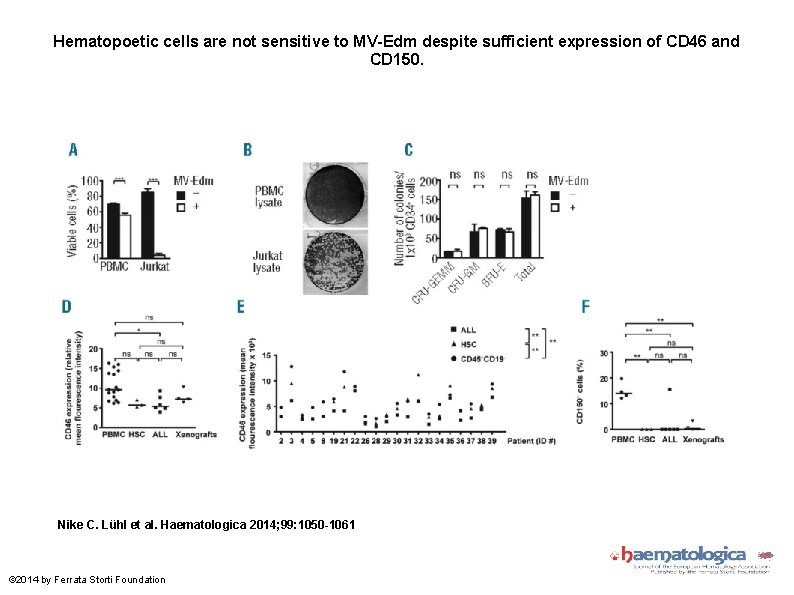 Hematopoetic cells are not sensitive to MV-Edm despite sufficient expression of CD 46 and
