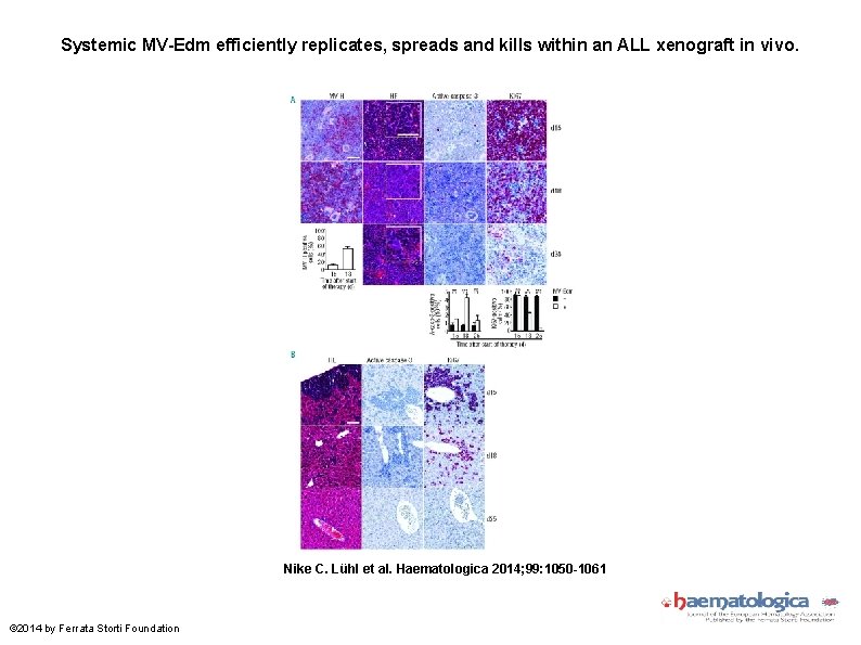 Systemic MV-Edm efficiently replicates, spreads and kills within an ALL xenograft in vivo. Nike