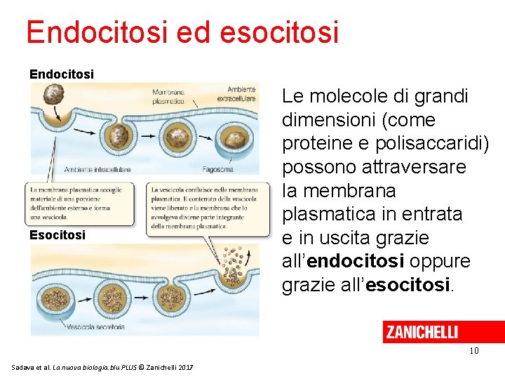 Endocitosi ed esocitosi Endocitosi Esocitosi Le molecole di grandi dimensioni (come proteine e polisaccaridi)