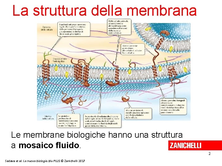 La struttura della membrana Le membrane biologiche hanno una struttura a mosaico fluido. 2