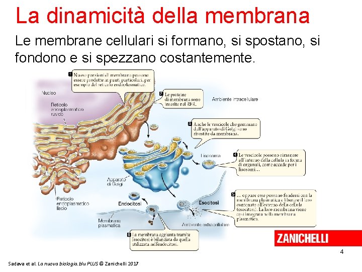 La dinamicità della membrana Le membrane cellulari si formano, si spostano, si fondono e