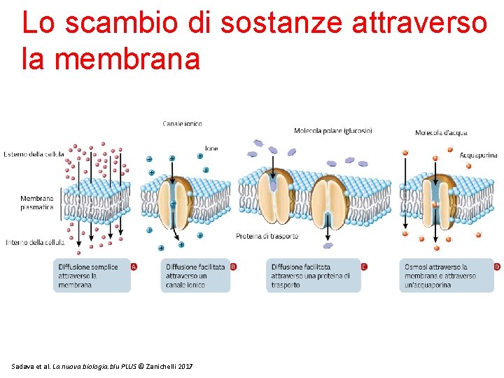 Lo scambio di sostanze attraverso la membrana 13/11/11 Sadava et al. La nuova biologia.